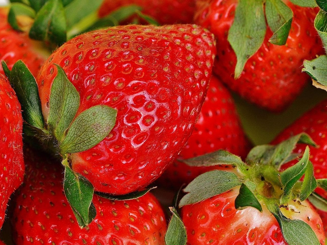 Berry Bites